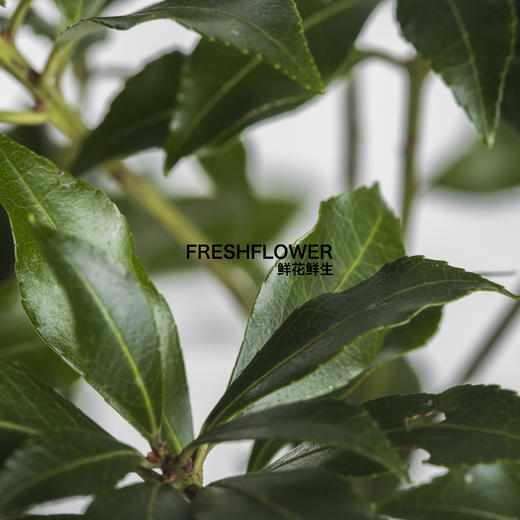日本花材 | 马醉木【随机发货,有大有小,尺寸误差10cm左右; 介意慎拍】 商品图4