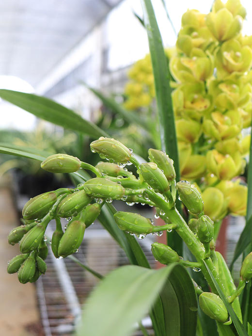 【年货花卉】兰花 绿宝石(原土盆 纸箱)5苗左右