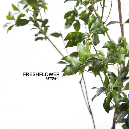 日本花材 | 马醉木【随机发货,有大有小,尺寸误差10cm左右; 介意慎拍】 商品图2