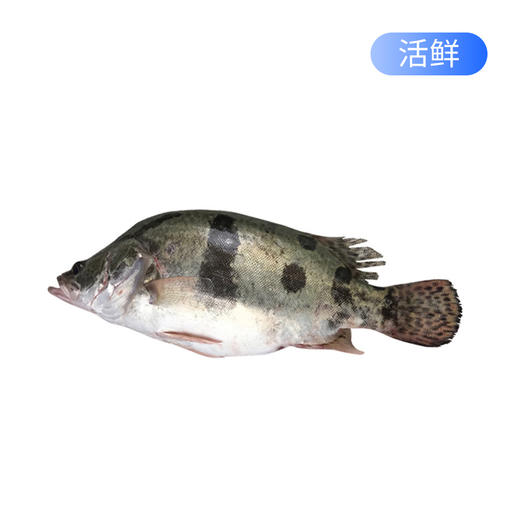 桂花鱼种类图片