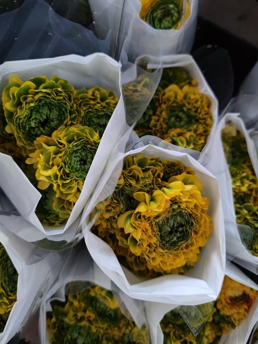 洋牡丹·锦鲤 商品图0