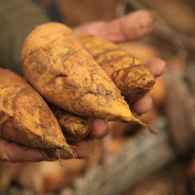 【现挖72小时内发货】临安·天目山鲜冬笋（净重4.5斤/箱 7-11根） 鲜嫩脆爽 原产地直发 时令生鲜