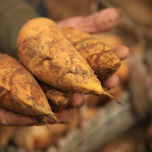 【现挖72小时内发货】临安·天目山鲜冬笋（净重4.5斤/箱 7-11根） 鲜嫩脆爽 原产地直发 时令生鲜 商品图0
