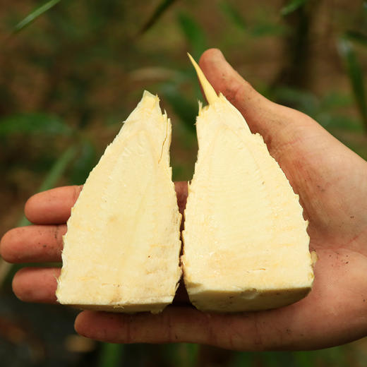 【现挖72小时内发货】临安·天目山鲜冬笋（净重4.5斤/箱 7-11根） 鲜嫩脆爽 原产地直发 时令生鲜 商品图3