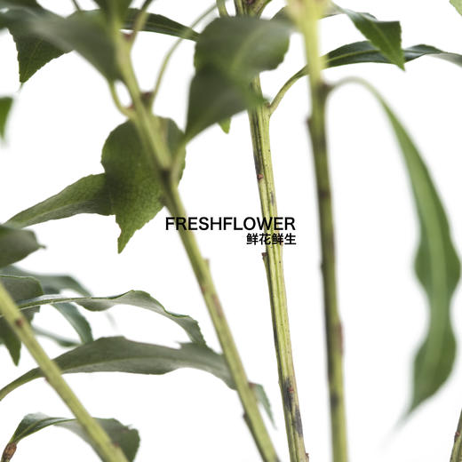 日本花材 | 马醉木【随机发货,有大有小,尺寸误差10cm左右; 介意慎拍】 商品图5