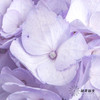 哥伦比亚花材 | 绣球吸色浅紫 商品缩略图2