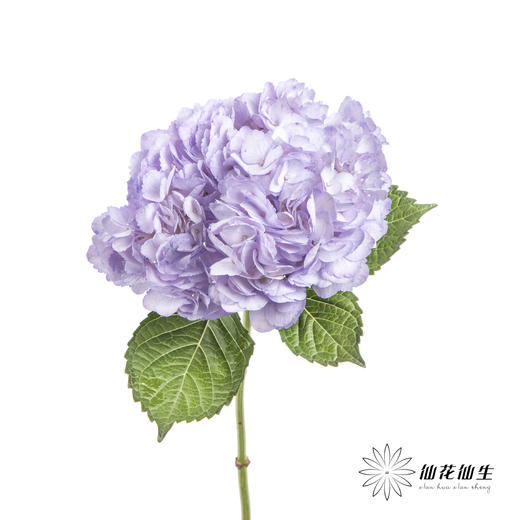 哥伦比亚花材 | 绣球吸色浅紫 商品图1