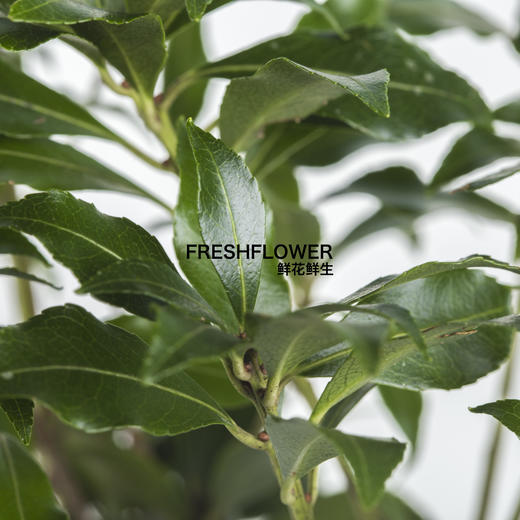 日本花材 | 马醉木【随机发货,有大有小,尺寸误差10cm左右; 介意慎拍】 商品图1