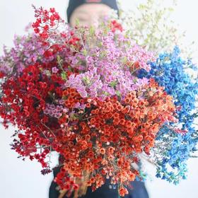 新春腊梅大花（多色可选）78元/扎（云南鲜花·助农）