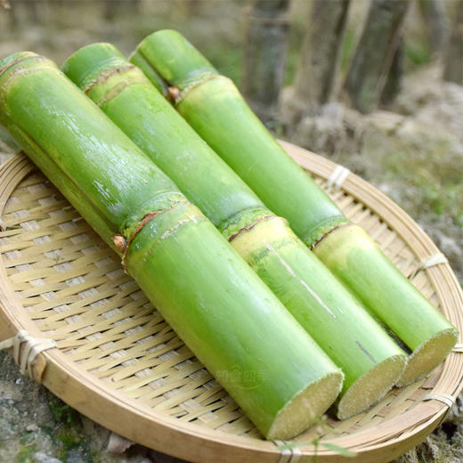 千年种植历史·浙江陶山脆皮甘蔗  珍稀老品种 汁水丰盈 满口留香 清甜似冰糖 商品图2