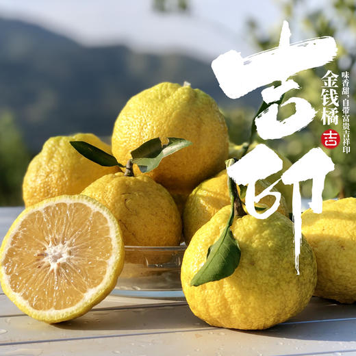 福建霞浦 吉印金钱橘 清香清甜爽口 日本爱媛引种