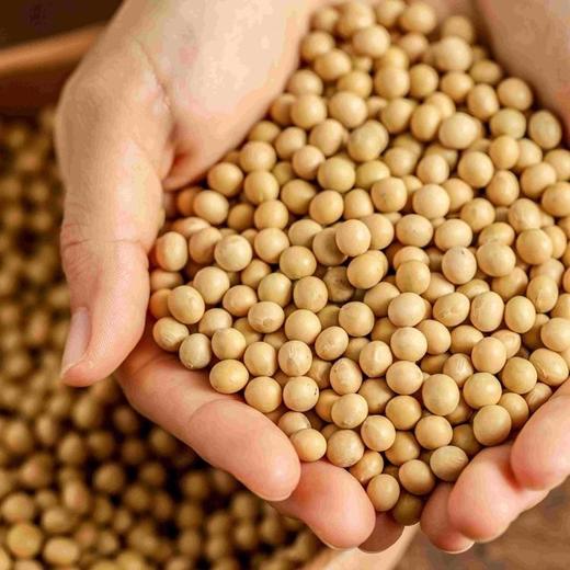 干黄豆 500g 商品图1