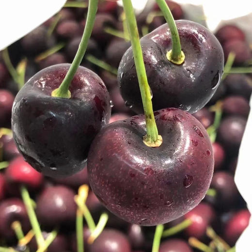 Santina JJJ车厘子 🍒甜！脆！多汁！光泽度高果子脆硬，超级棒红车。 商品图4