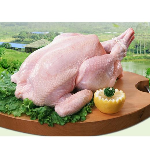 秦邦吉品有机老母鸡 商品图0