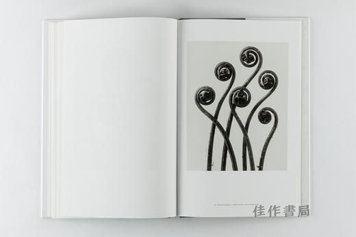 Karl Blossfeldt: Masterworks 卡尔·布洛斯菲尔特 商品图1