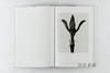 Karl Blossfeldt: Masterworks 卡尔·布洛斯菲尔特 商品缩略图3