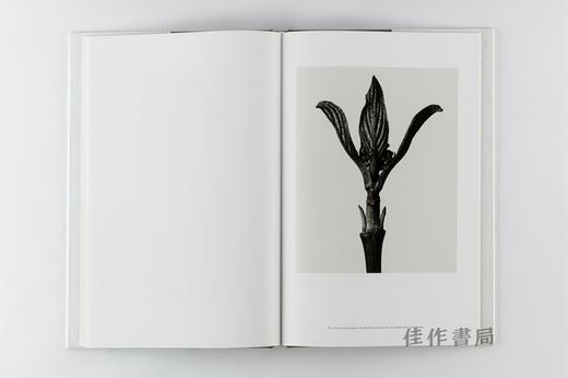 Karl Blossfeldt: Masterworks 卡尔·布洛斯菲尔特 商品图3