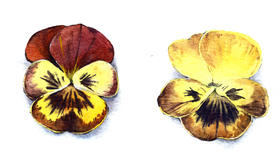 水彩教程 | 三色堇