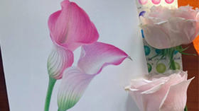 彩铅教程 | 马蹄莲