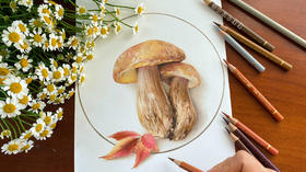 彩铅教程 | 蘑菇
