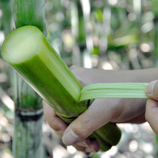 千年种植历史·浙江陶山脆皮甘蔗  珍稀老品种 汁水丰盈 满口留香 清甜似冰糖 商品图3