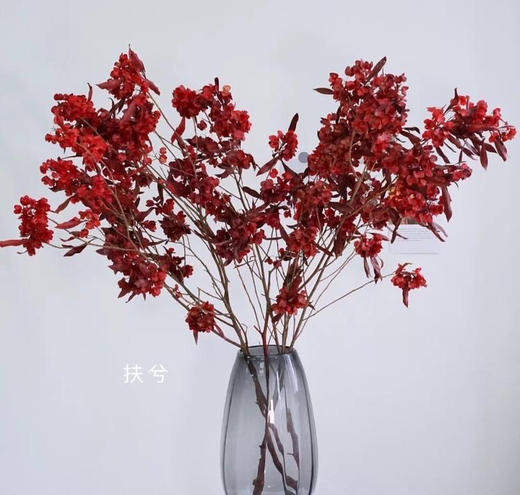 年宵花迎客豆 商品图1