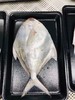 【野生】东海大白鲳 300克到450克/条 商品缩略图7