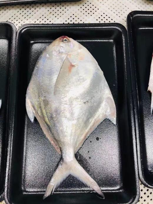 【野生】东海大白鲳 300克到450克/条 商品图7