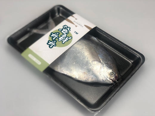 【野生】东海大白鲳 300克到450克/条 商品图5