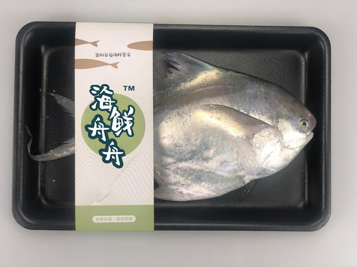 【野生】东海大白鲳 300克到450克/条 商品图3