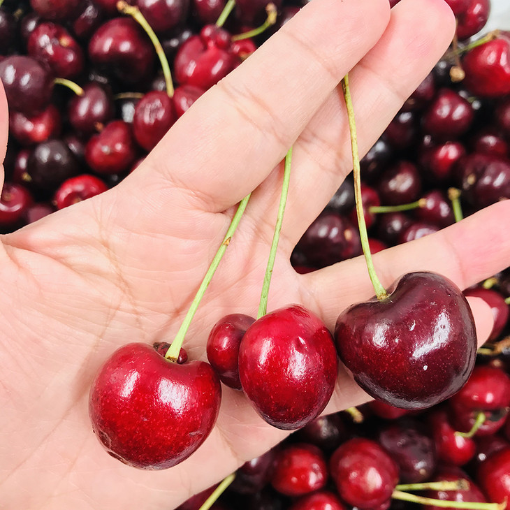 【每日特惠】智利regina车厘子 核酸检测通过 会员100元/5斤