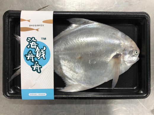【野生】东海大白鲳 300克到450克/条 商品图1