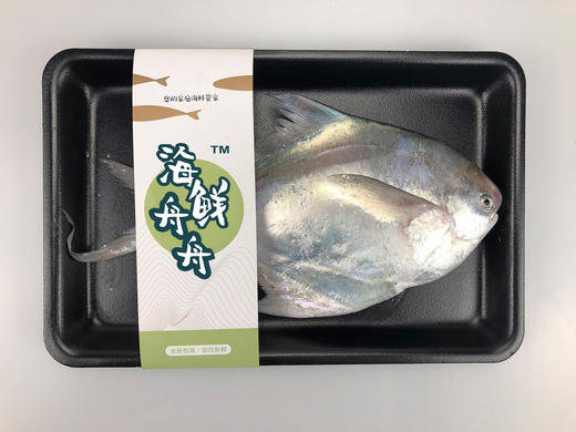 【野生】东海大白鲳 300克到450克/条 商品图4