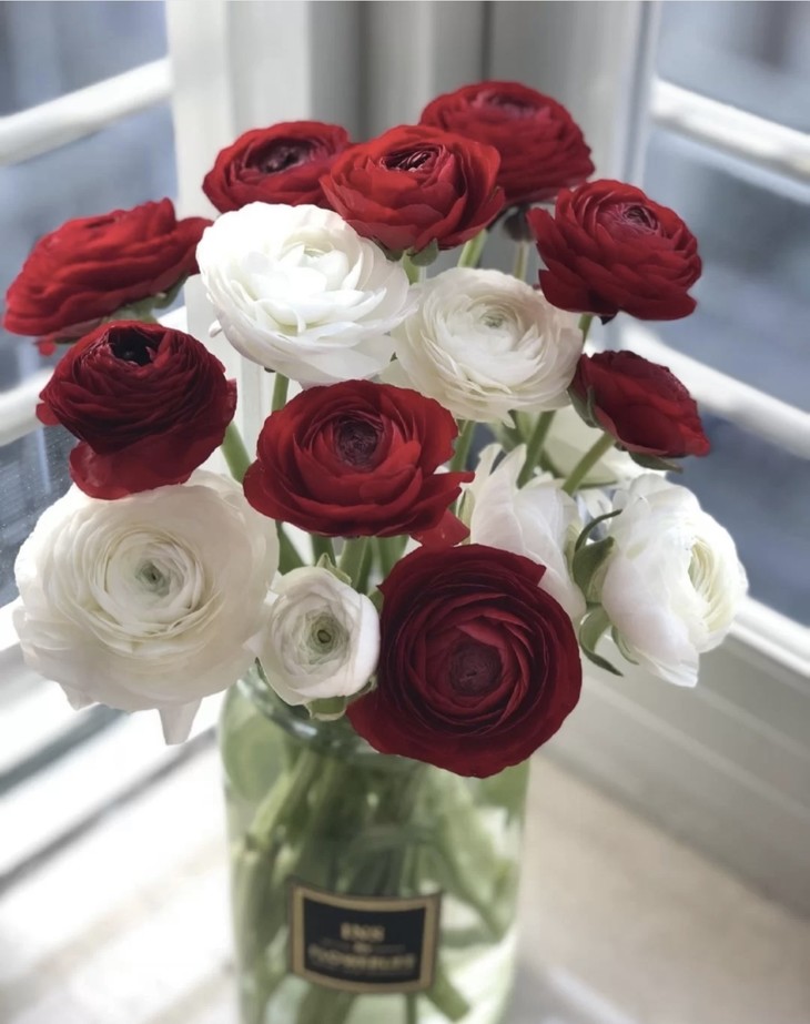 【ibuy 】花中仙子进口a级多头巨型洋牡丹 10左右/把 花期:冬天15天