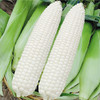 [专业种子]  “白美人”玉米种子 商品缩略图0