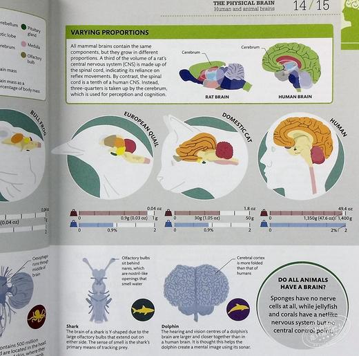 【中商原版】DK科普 大脑运作百科 英文原版 DK-How the Brain Works: The Facts Visually Explained 商品图4