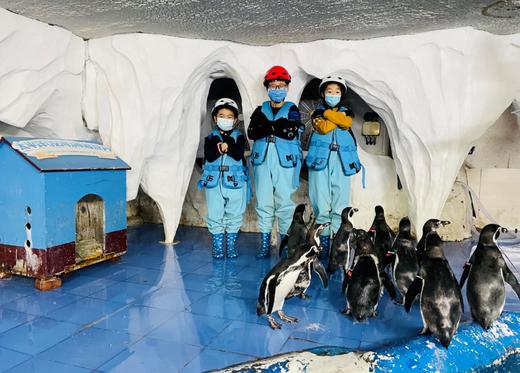 【2H公益时长】企鹅讲堂+与企鹅近距离互动拍照+制作饵料喂食企鹅+观察企鹅生活习性，开启你的海底奇遇！ 商品图6