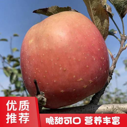 助农陕西山地丑苹果脆甜可口皮薄肉厚10斤装包邮