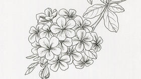 线描教程 | 蓝花丹