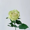玫瑰 琉璃翠 C级 商品缩略图1