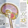 【中商原版】DK科普 大脑运作百科 英文原版 DK-How the Brain Works: The Facts Visually Explained 商品缩略图5