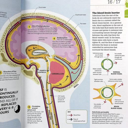 【中商原版】DK科普 大脑运作百科 英文原版 DK-How the Brain Works: The Facts Visually Explained 商品图5