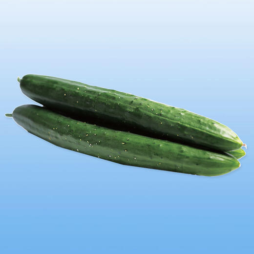 [专业种子] “浓绿节成三号”黄瓜种子 商品图0