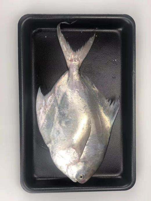 【野生】东海大白鲳 300克到450克/条 商品图6