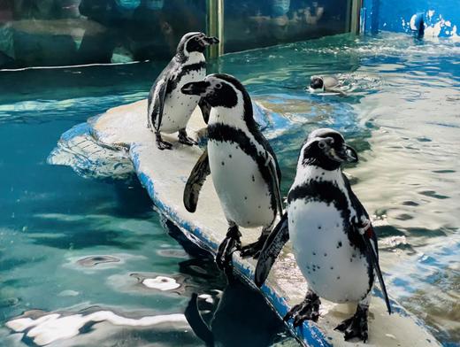 【2H公益时长】企鹅讲堂+与企鹅近距离互动拍照+制作饵料喂食企鹅+观察企鹅生活习性，开启你的海底奇遇！ 商品图0