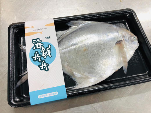 【野生】东海大白鲳 300克到450克/条 商品图2