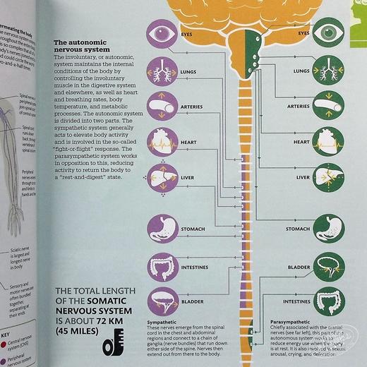 【中商原版】DK科普 大脑运作百科 英文原版 DK-How the Brain Works: The Facts Visually Explained 商品图7