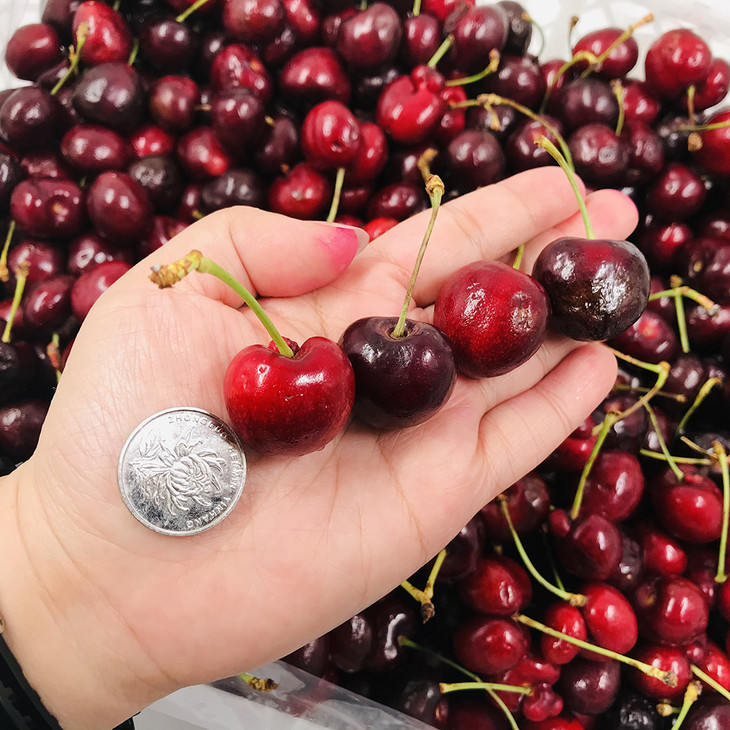 【每日特惠】智利regina车厘子 核酸检测通过 会员100元/5斤