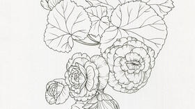 线描教程 | 丽格海棠