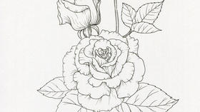 线描教程 | 玫瑰